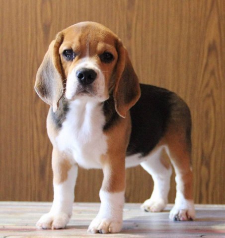 Whispering Willow Beagles