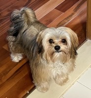 Heidi Amhdar - Morkie Stud