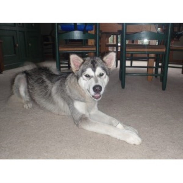 Alaskan Malamute Breeder 23670