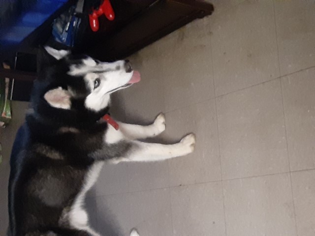 Siberian Husky Stud 28122