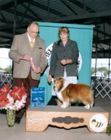 All Star Shelties Kennel Shetland Sheepdog breeder