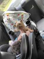 Sierra Lockhart - Yorkshire Terrier Stud