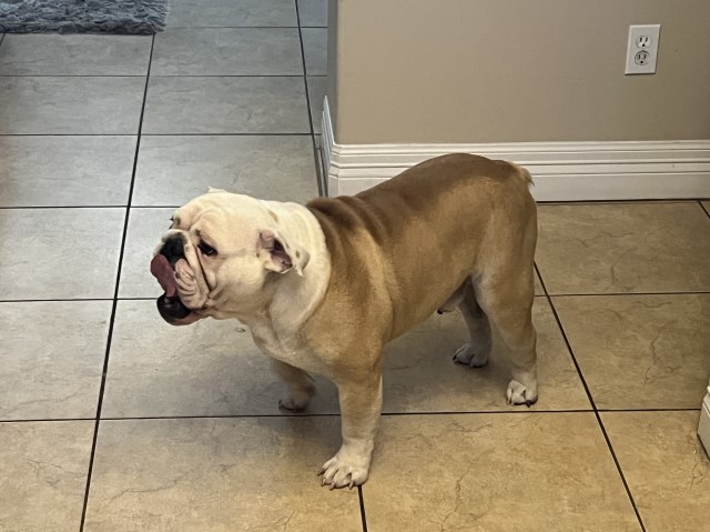 English Bulldog Stud 30537