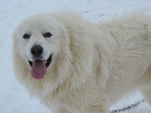 Great Pyrenees Stud 30168