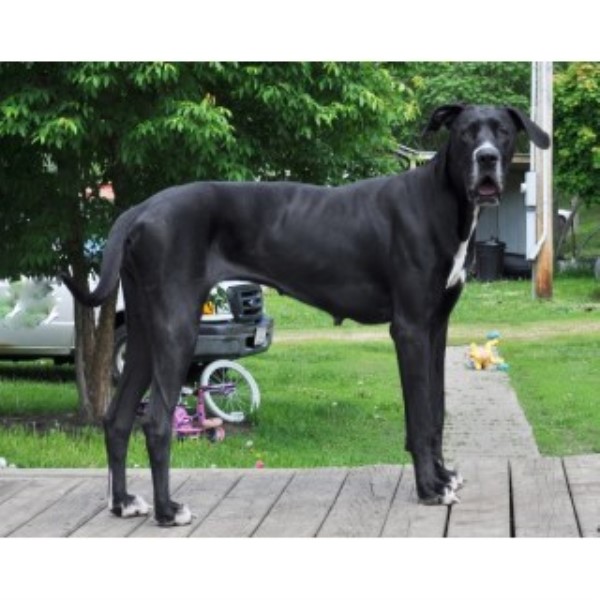 Great Dane Breeder 22538