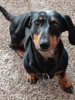 Cathy Lane - Dachshund Stud