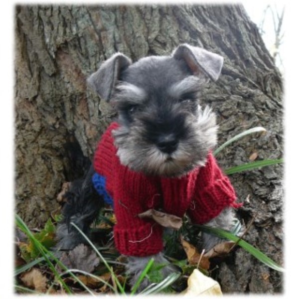 Cathy's Miniature Schnauzers, Miniature Schnauzer Breeder ...