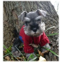 Cathy's Miniature Schnauzers Miniature Schnauzer breeder