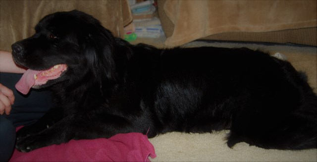 Newfoundland Dog Breeder 26047