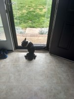 Austin A - Boston Terrier Stud