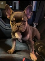 Royal Frenchie Kennels