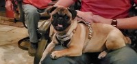 Pug thumbnail
