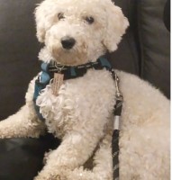 Casey Baker - Bichon Frise Stud