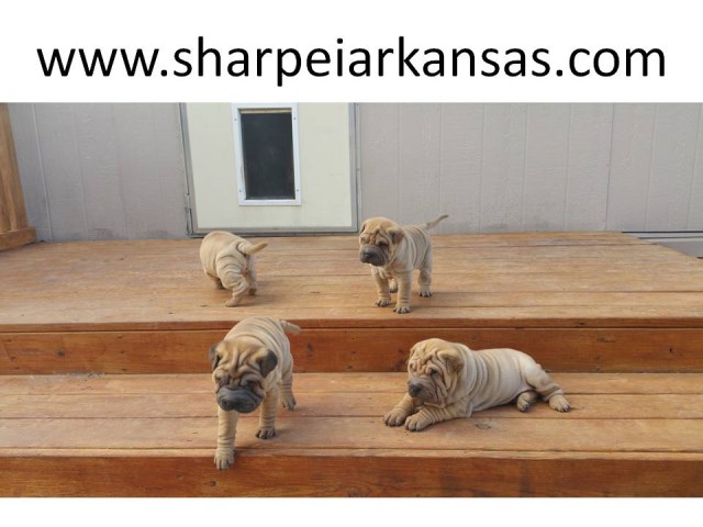 SharpeiArkansas