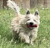 DeAmber - Cairn Terrier Stud