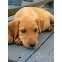 Diana Odstrcil - Labrador Retriever Breeder Labrador Retriever breeder