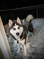 Leah Carrington - Siberian Husky Stud