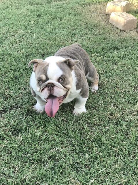 English Bulldog Stud 29516