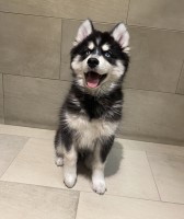 Christiana Ponce - Siberian Husky Stud