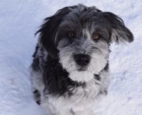 Christina Smith - Australian Shepherd Dog Stud