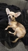 Devon - Chihuahua Stud
