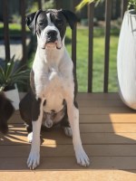 Jessa Kamp - Boxer Stud