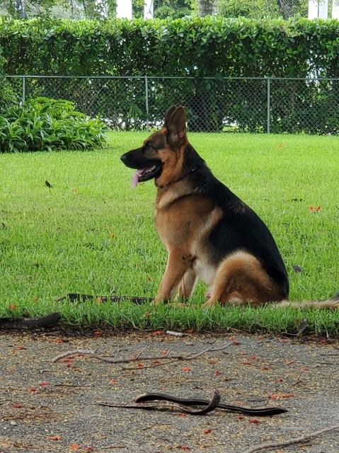 German Shepherd Dog Stud 29366