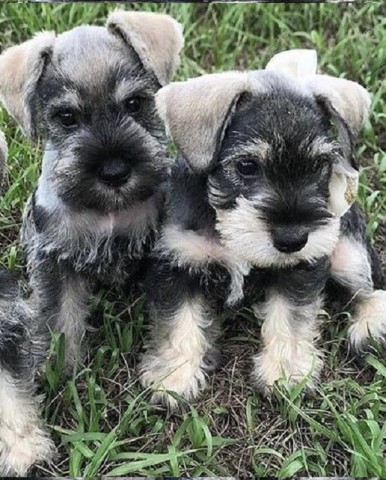 Miniature Schnauzer Puppies