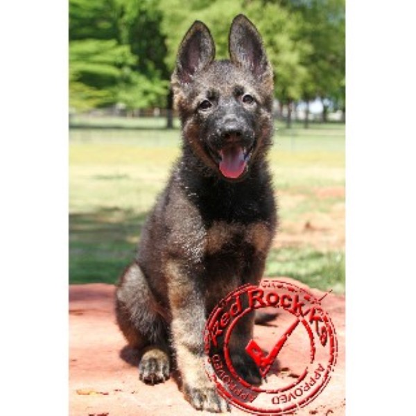 Red Rock K9 German Shepherd Dog Breeder In Edmond Oklahoma