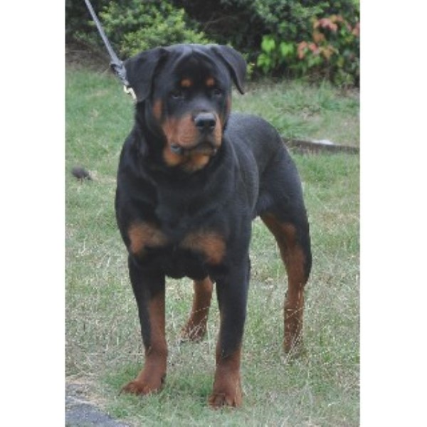 rottweiler puppies for sale in san antonio tx german rottweiler available for stud rottweiler stud in san antonio rottweiler puppies for sale in san antonio tx german rottweiler available for stud rottweiler stud in san antonio