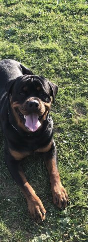 Rottweiler Stud 27815