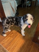 Sierra Utych - Australian Shepherd Dog Stud