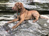 Connor - Chesapeake Bay Retriever Stud