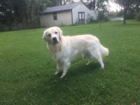 TMM Golden Retrivers Golden Retriever breeder