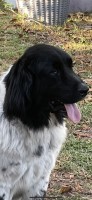 Tee Rossero - Newfoundland Dog Stud
