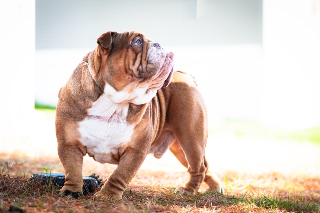 B&B's English Bulldogs