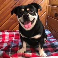 Queen Elizabeth Pocket Beagles