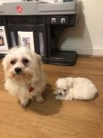 Ashley Johnson - Maltese Stud