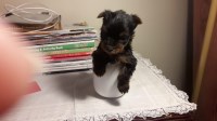 European Treasures Yorkshire Terrier Breeder Yorkshire Terrier breeder