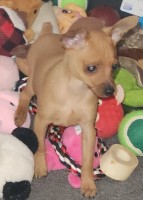 Oisin Miniature Pinschers Miniature Pinscher breeder