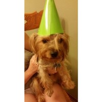 Sweetheavenlyyorkies Yorkshire Terrier breeder