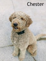 Anna - Goldendoodle Stud