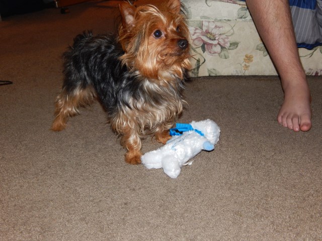 Yorkshire Terrier Stud 27090