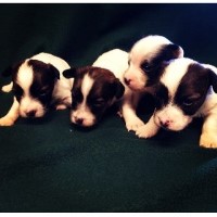 Texas Shorty Jacks Jack Russell Terrier breeder