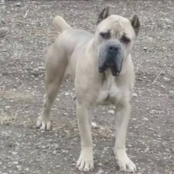 Ambrosia Cane Corso's