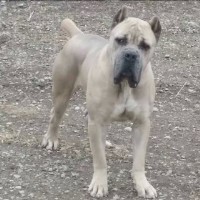 How To Find Good Dog Breeders In Alberta How To Find Good Dog Breeders In Alberta