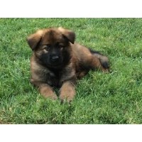 Vom Sunnymead Ranch German Shepherd Dog breeder