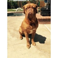 Roberts Bordeaux Dogue De Bordeaux breeder