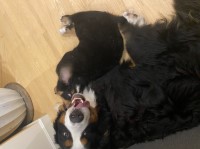 Wes Alderman - Bernese Mountain Dog Stud