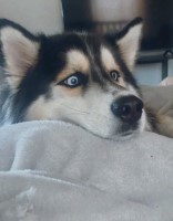 Amanda Guzman - Siberian Husky Stud